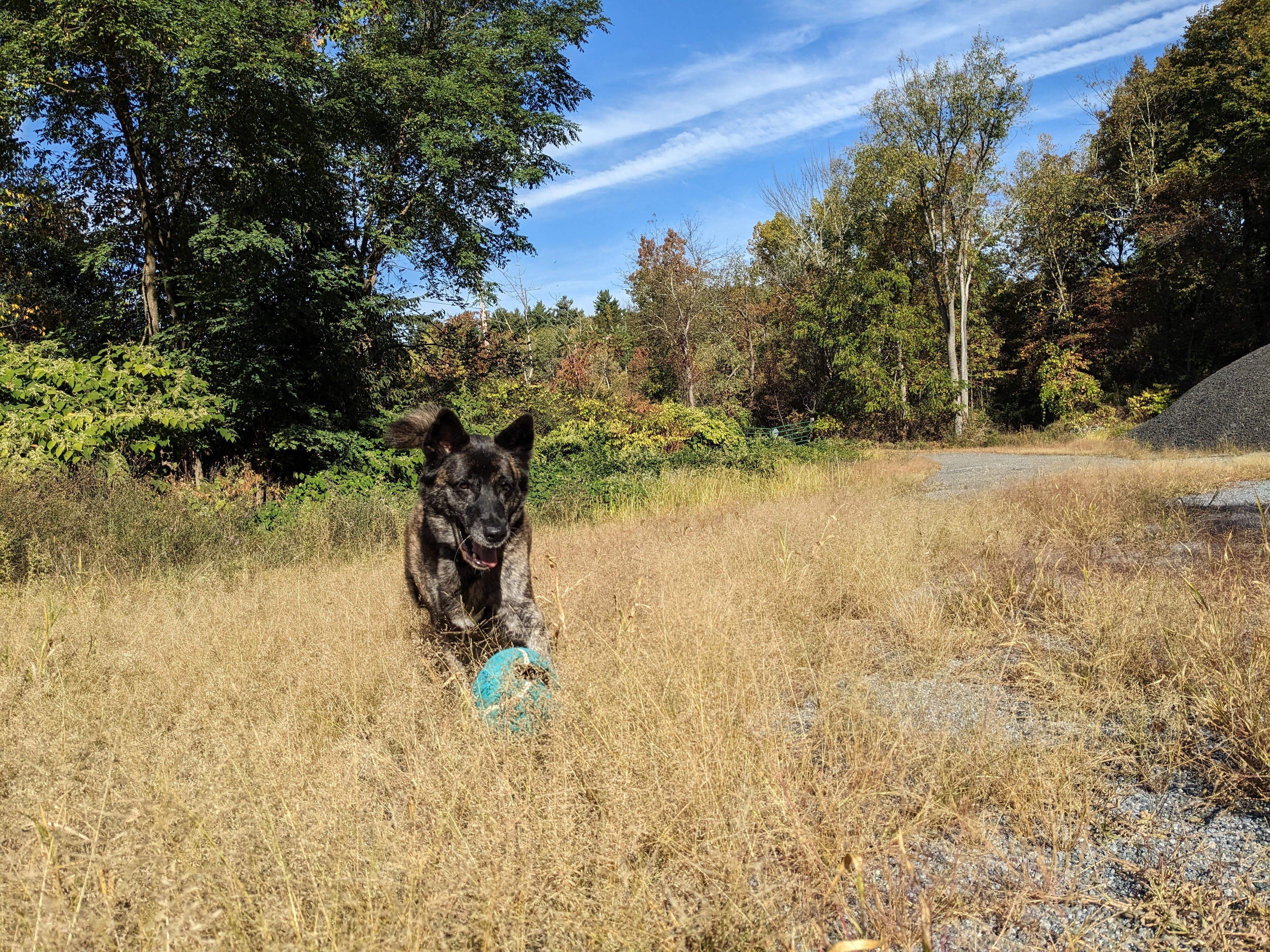 Enlarge Trixie, a hold mixed breed in Plano, TX image 2/6