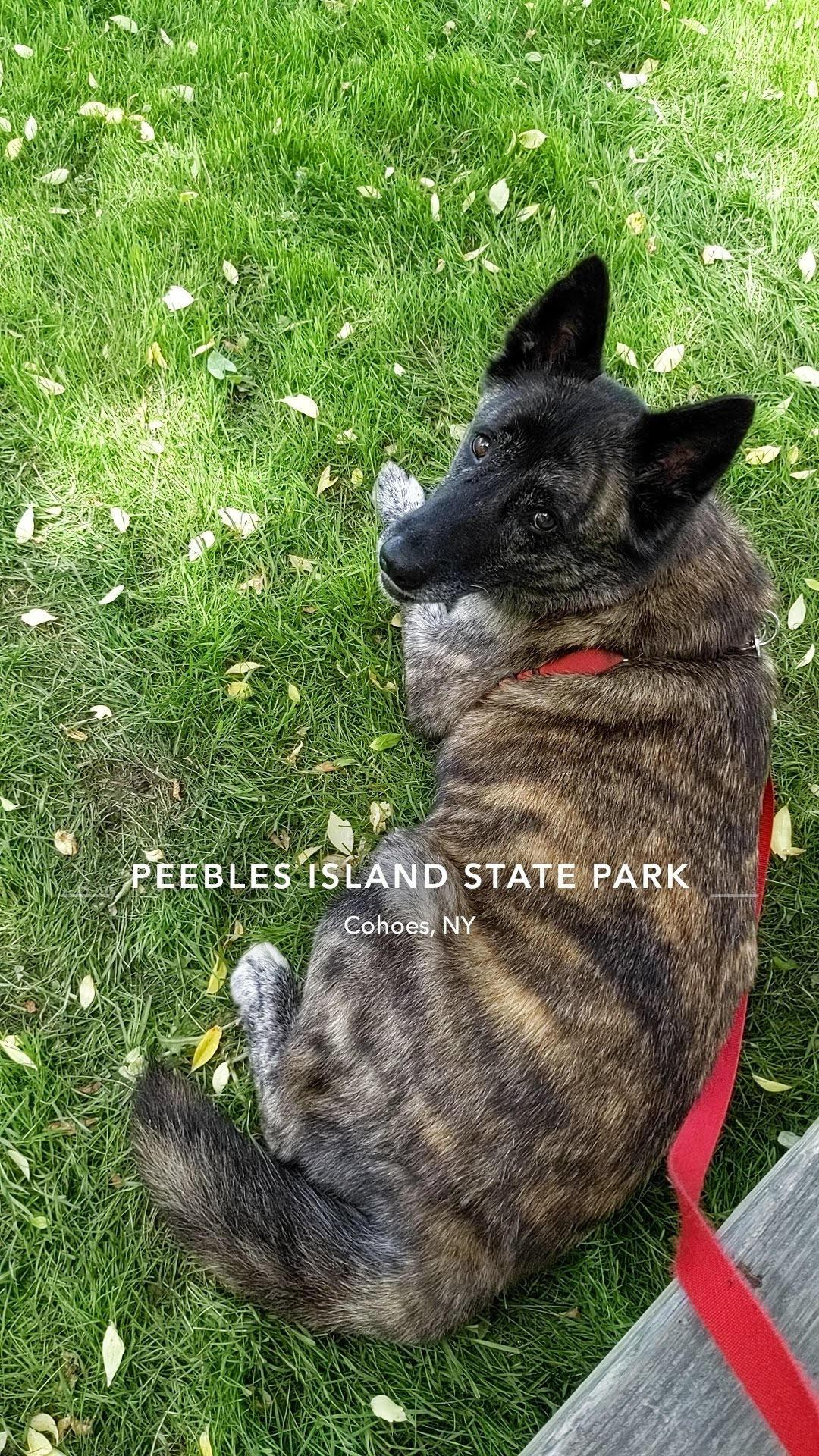 Enlarge Trixie, a hold mixed breed in Plano, TX image 5/6