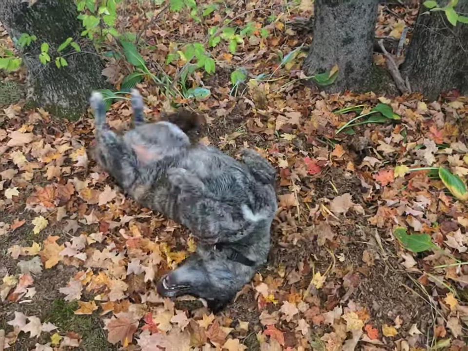 Enlarge Trixie, a hold mixed breed in Plano, TX video 6/6