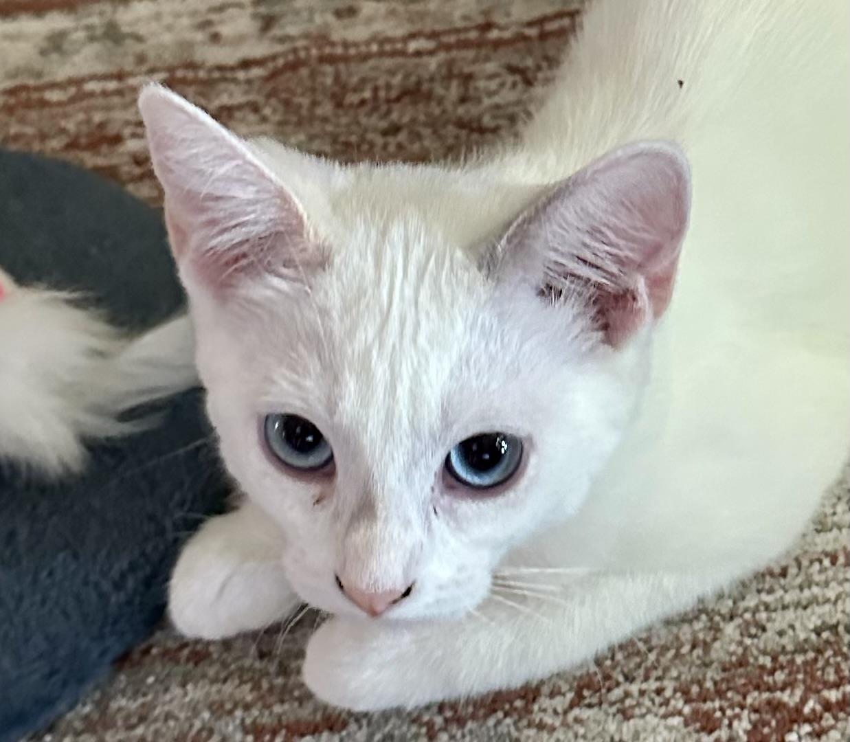 Minnie (Pepe), an adopted Siamese in Davis, CA image 1/3