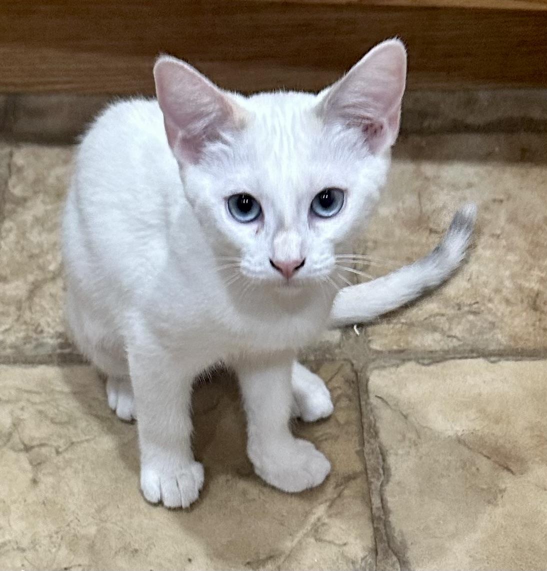 Minnie (Pepe), an adopted Siamese in Davis, CA image 2/3