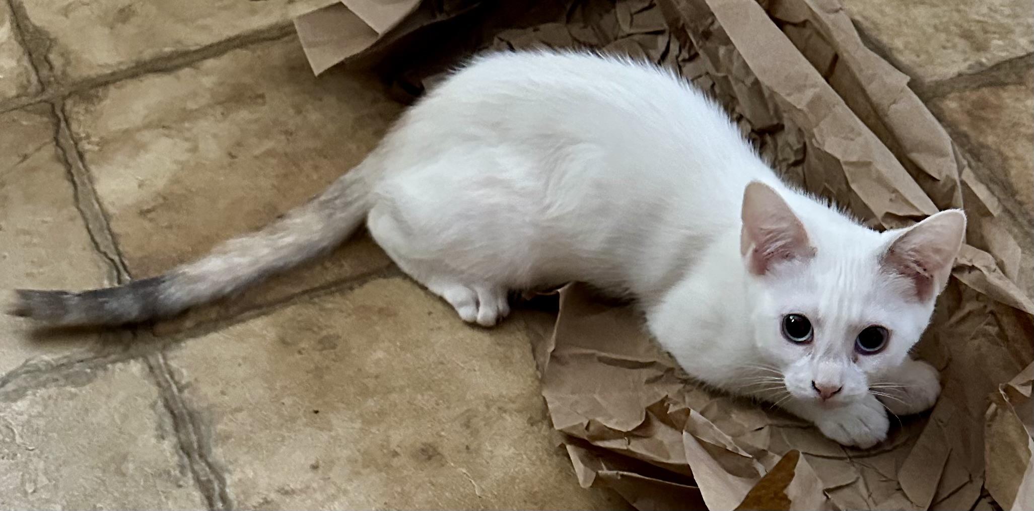 Minnie (Pepe), an adopted Siamese in Davis, CA image 3/3
