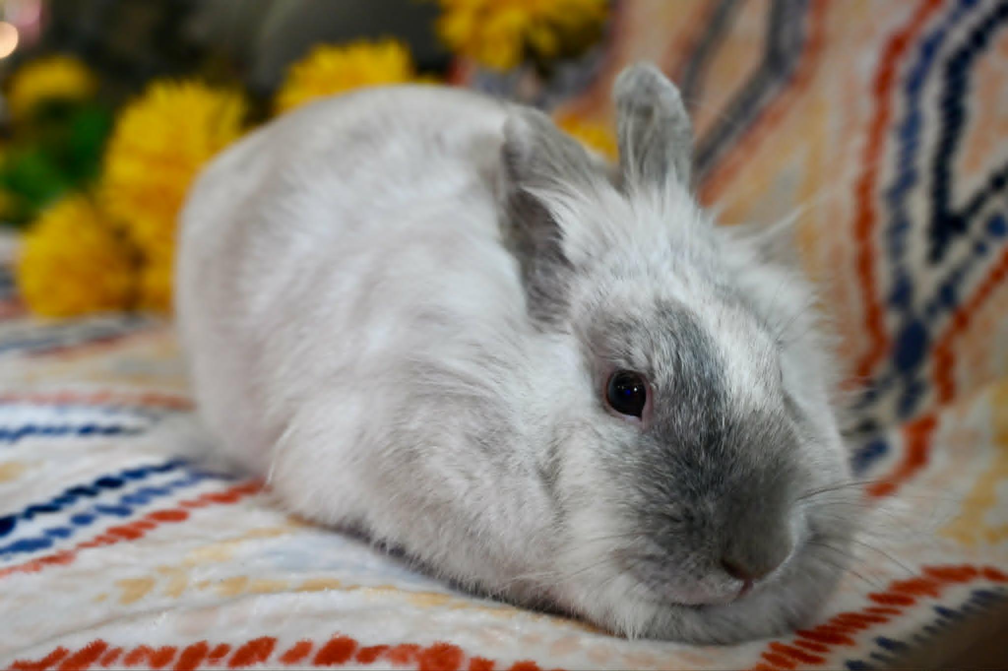 Enlarge Souffle, a ADOPTABLE Lionhead in Garland, TX image 1/1