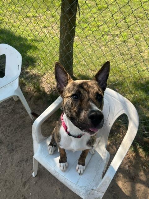 Enlarge Bongo, a Adoptable mixed breed in Kalamazoo, MI image 2/6