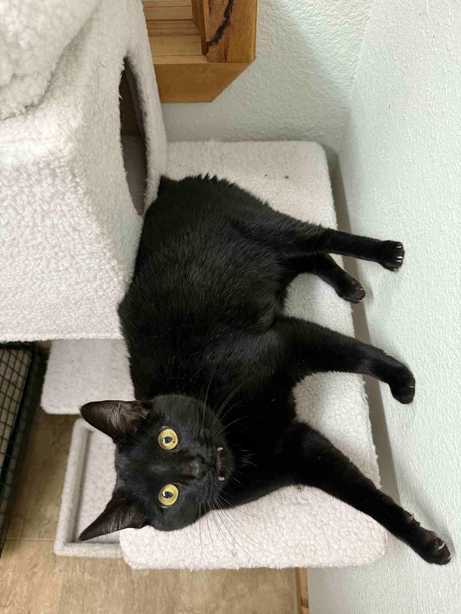 Kitty Mack, a Adopted mixed breed in Park Hill, OK image 1/6