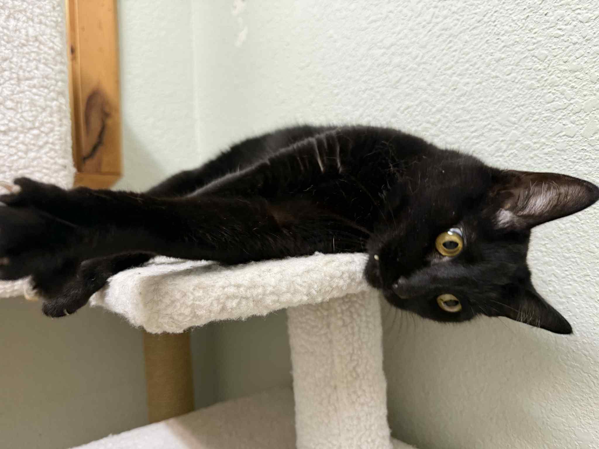 Kitty Mack, a Adopted mixed breed in Park Hill, OK image 2/6