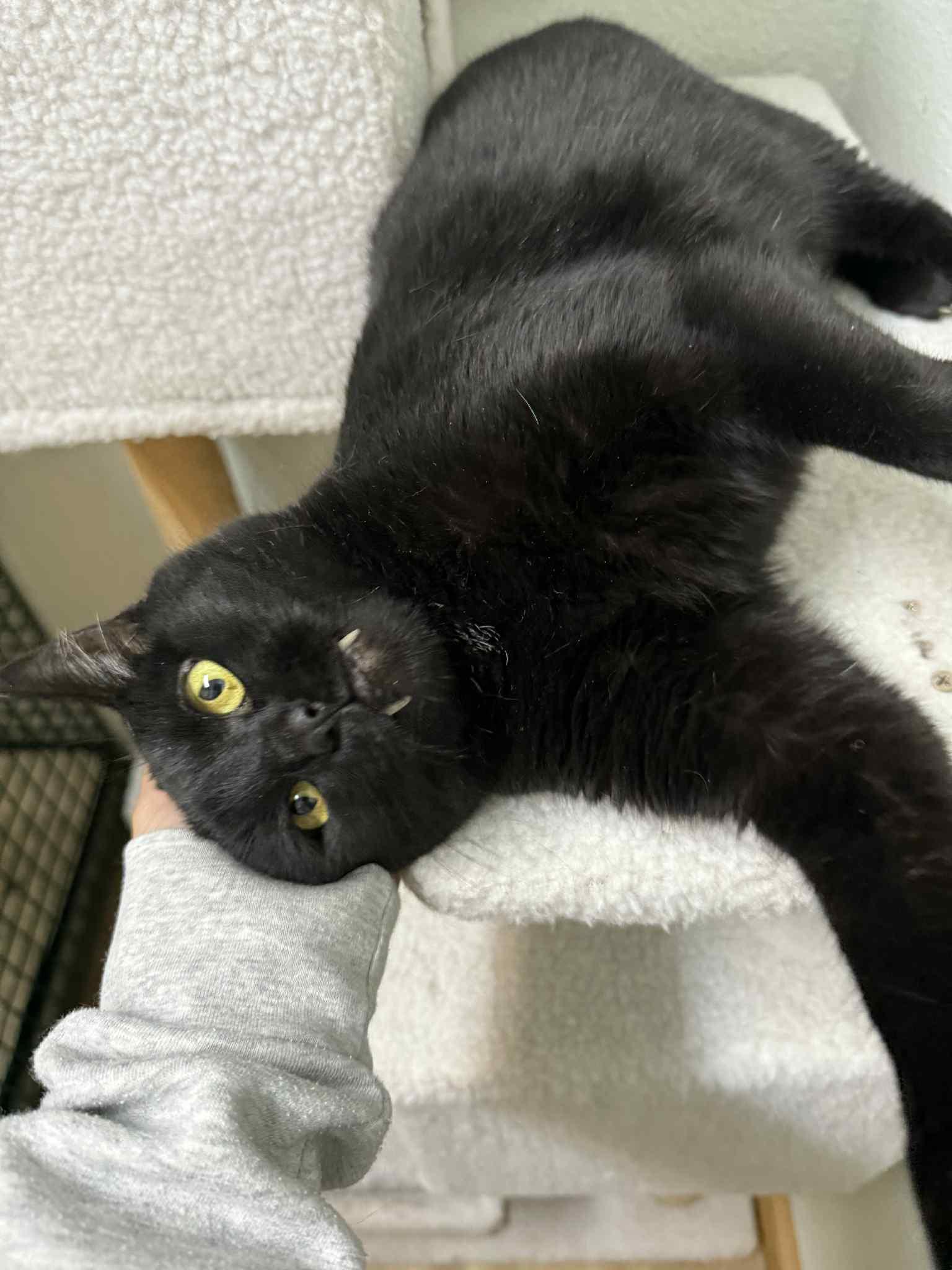 Kitty Mack, a Adopted mixed breed in Park Hill, OK image 3/6