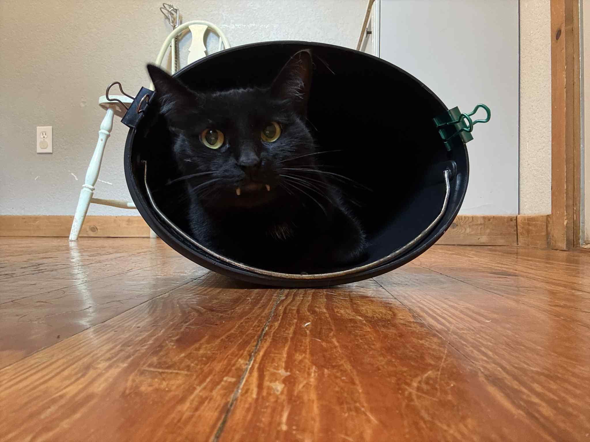 Kitty Mack, a Adopted mixed breed in Park Hill, OK image 4/6