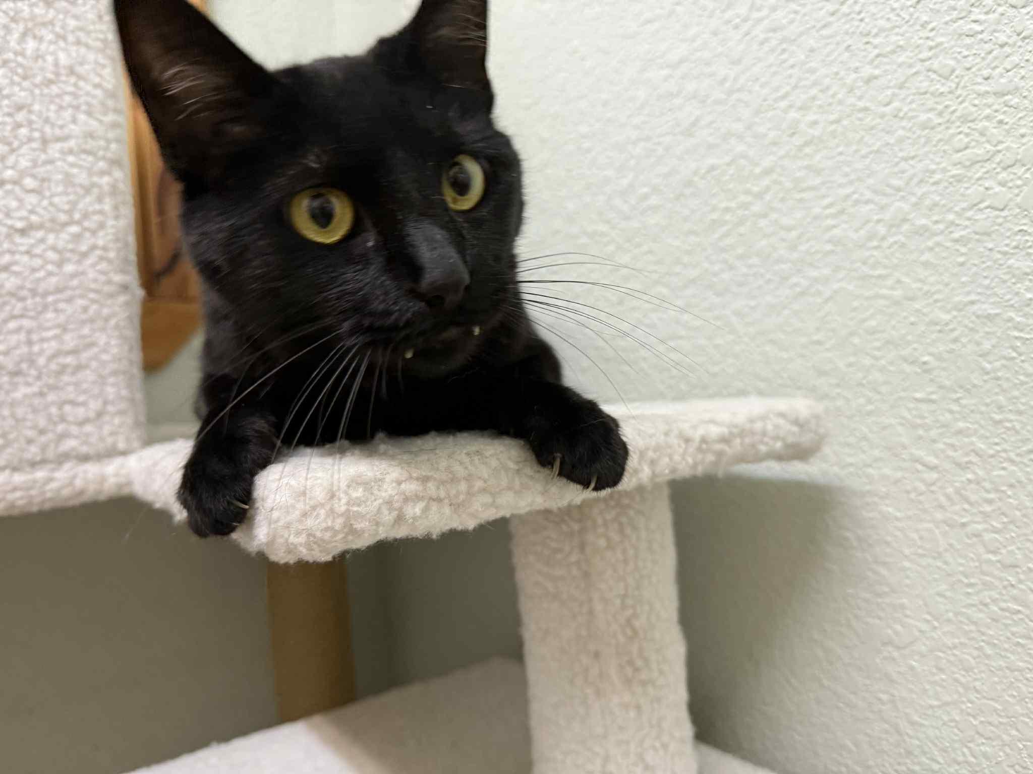 Kitty Mack, a Adopted mixed breed in Park Hill, OK image 5/6