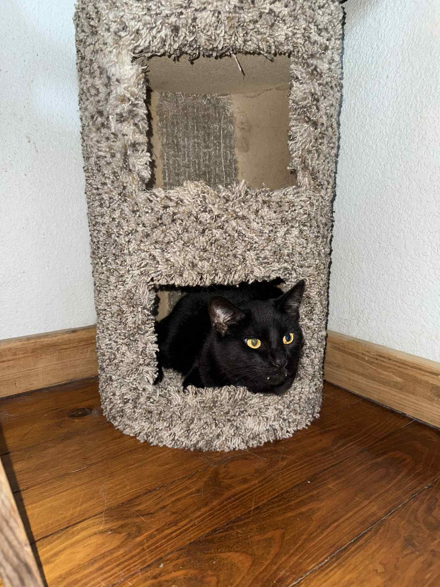 Kitty Mack, a Adopted mixed breed in Park Hill, OK image 6/6