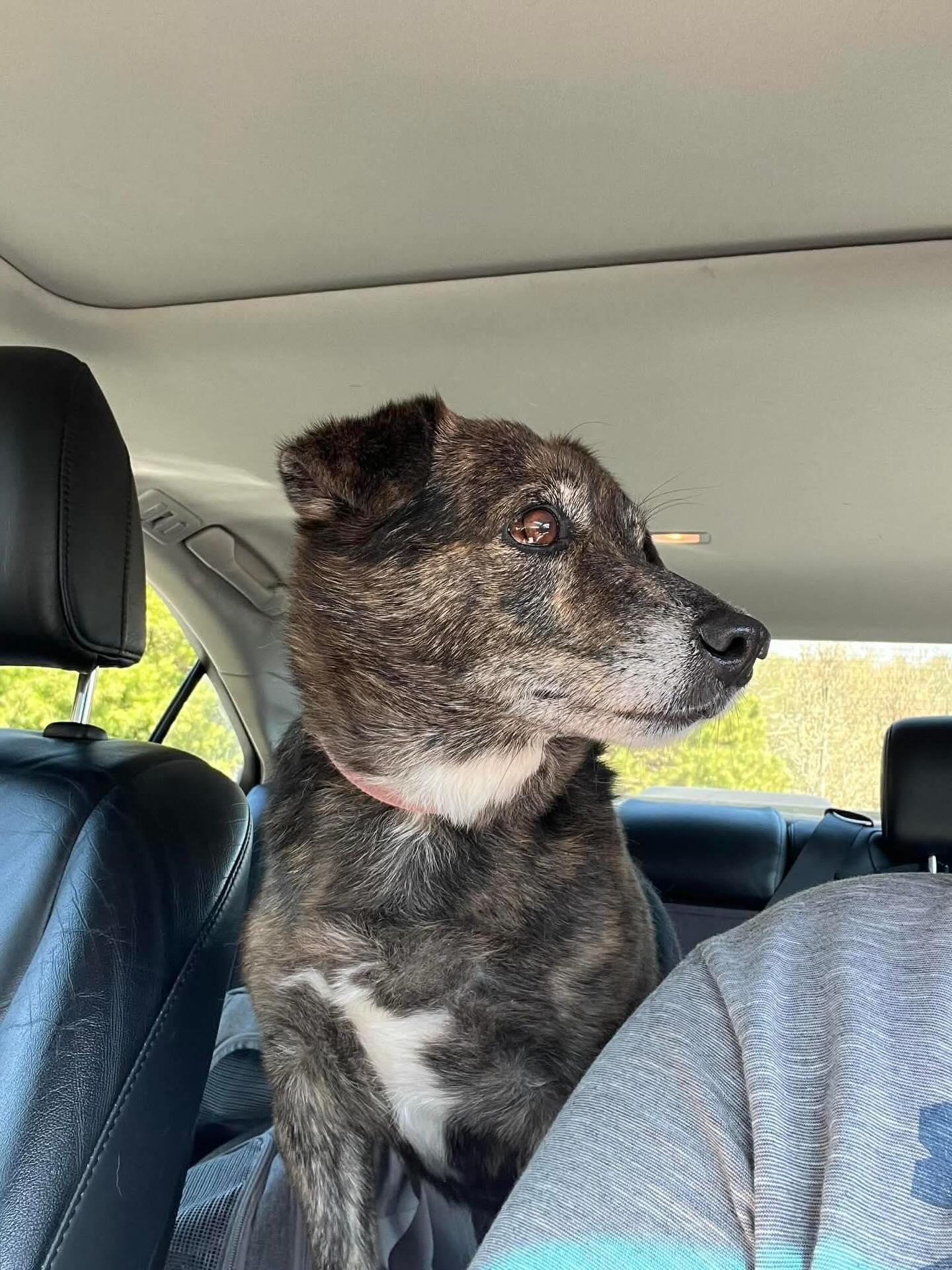 Enlarge Charlie, a ADOPTABLE mixed breed in Groton, VT image 5/5