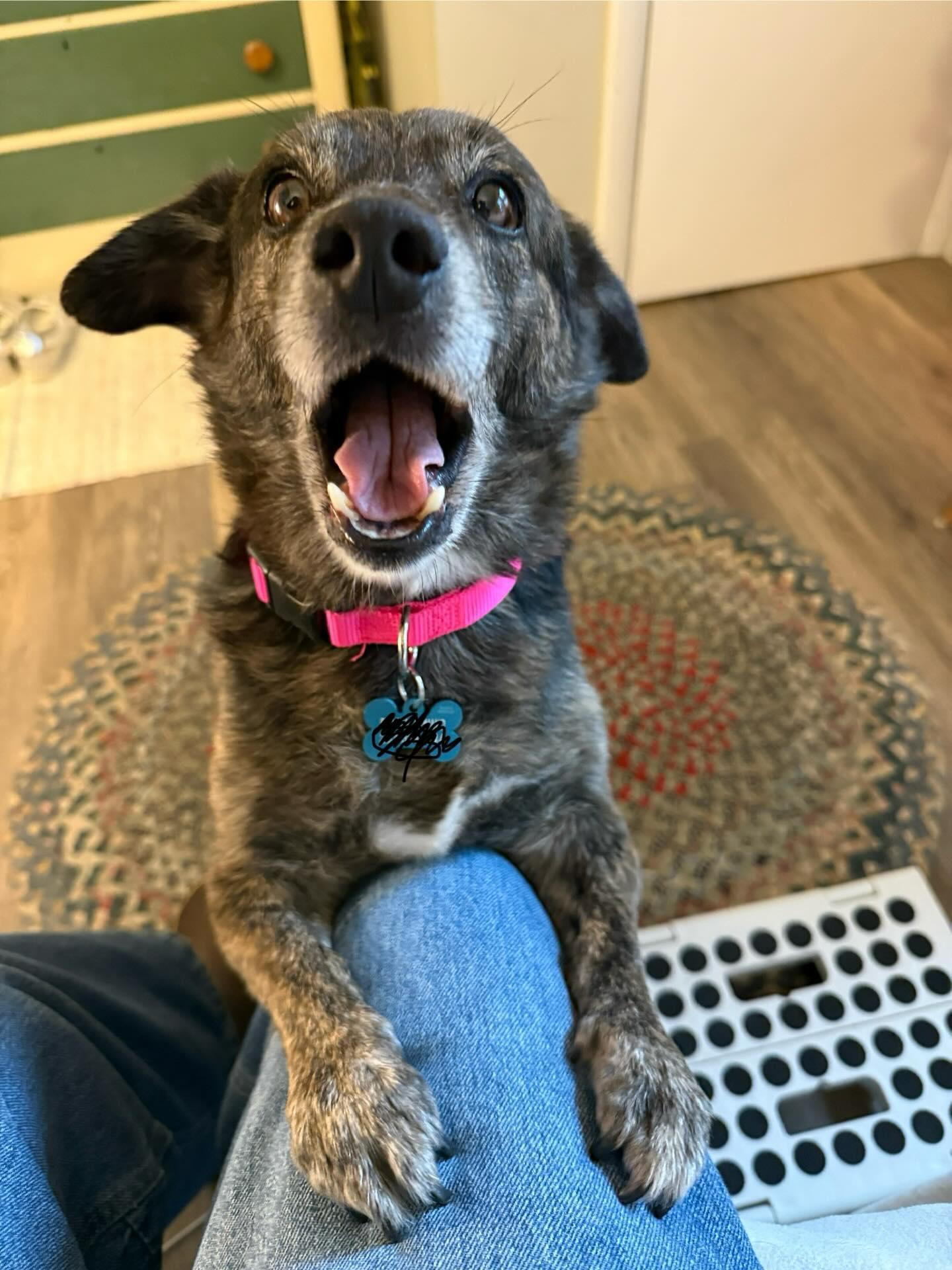 Enlarge Charlie, a ADOPTABLE mixed breed in Groton, VT image 4/5