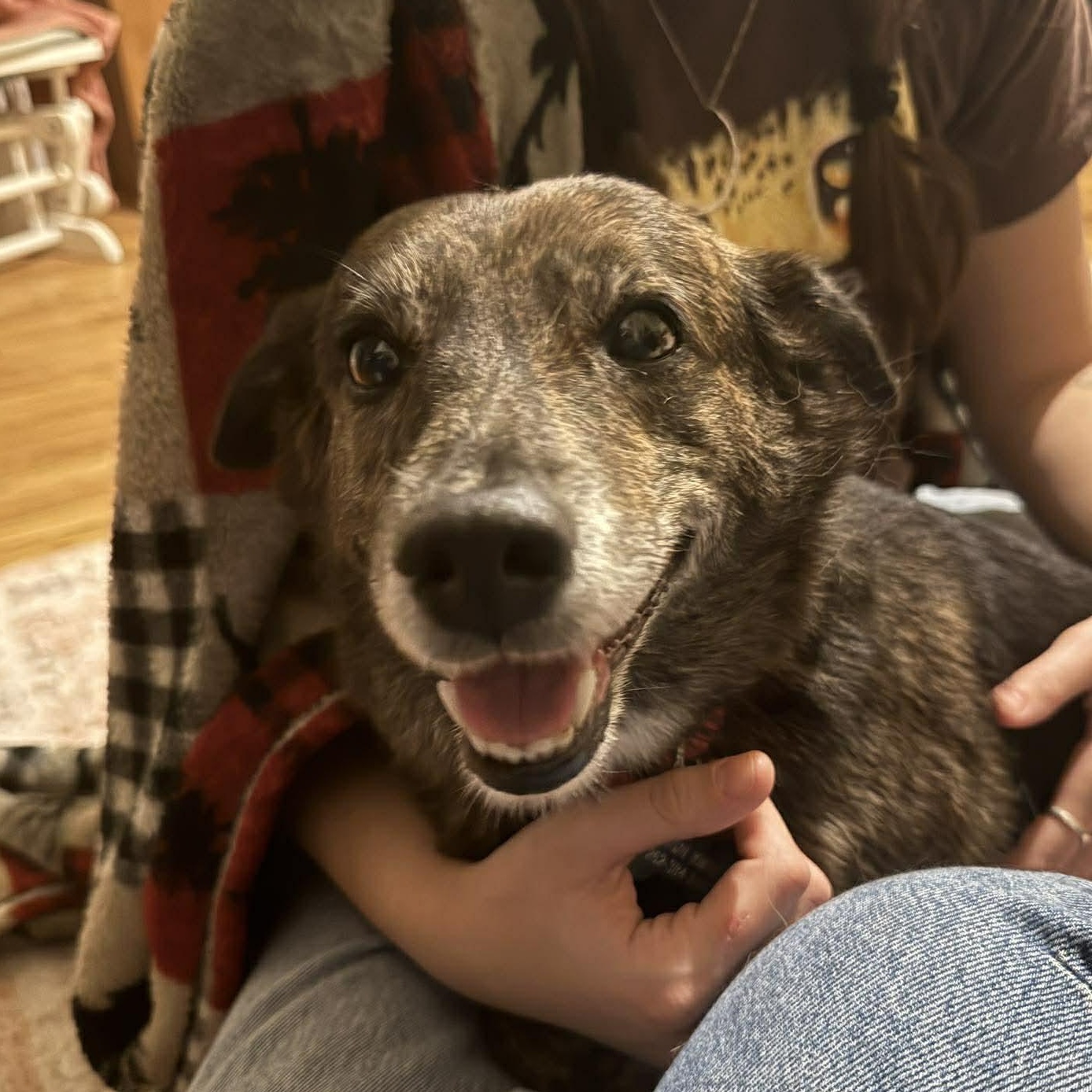 Enlarge Charlie, a ADOPTABLE mixed breed in Groton, VT image 1/5