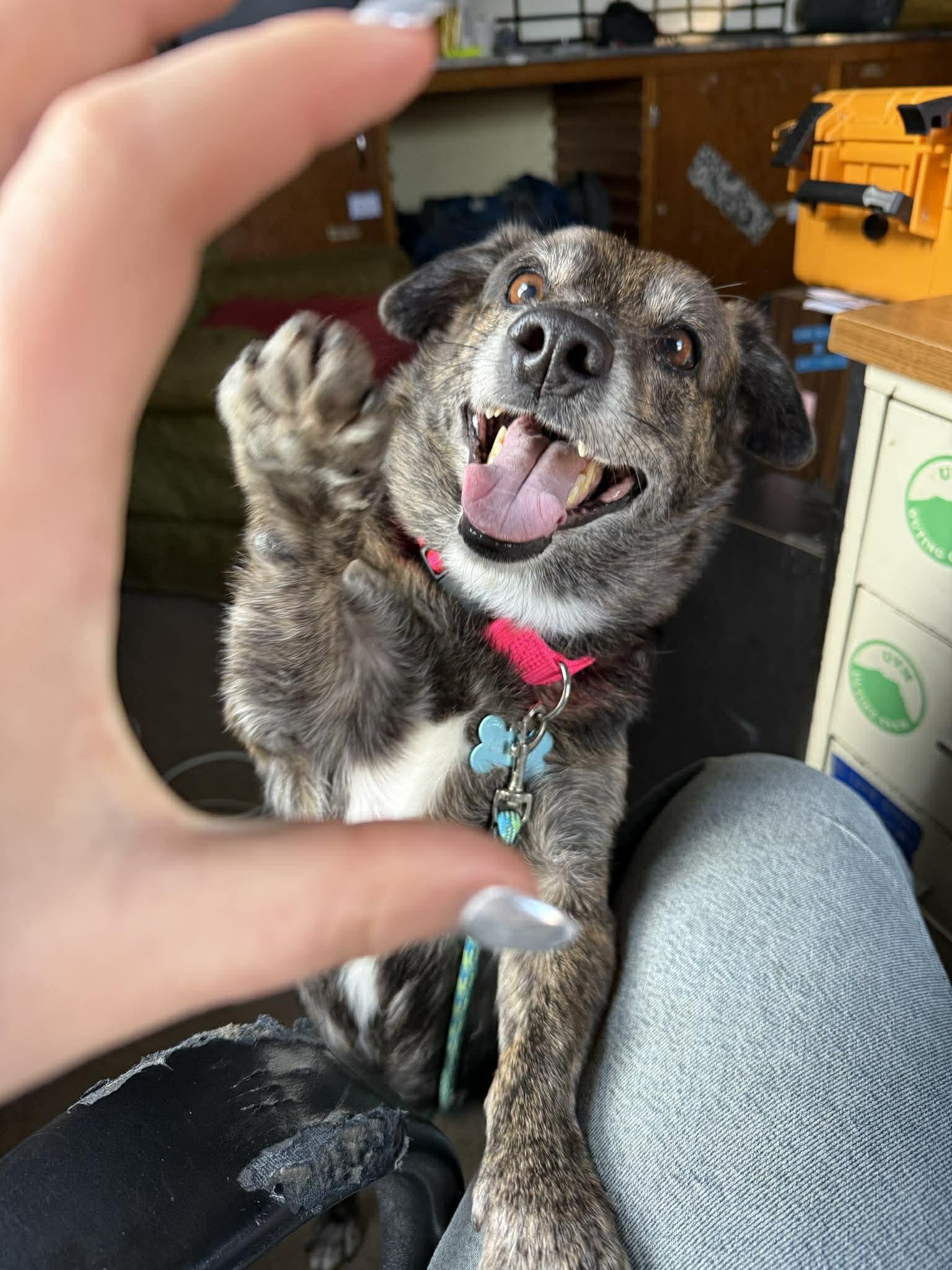 Enlarge Charlie, a ADOPTABLE mixed breed in Groton, VT image 3/5