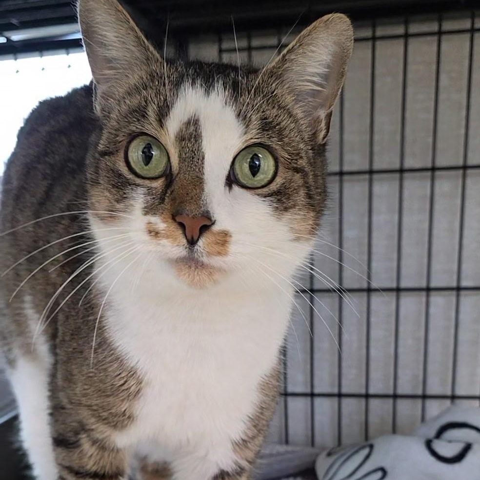 Dina, ADOPTABLE, Adult Female Domestic Short Hair.