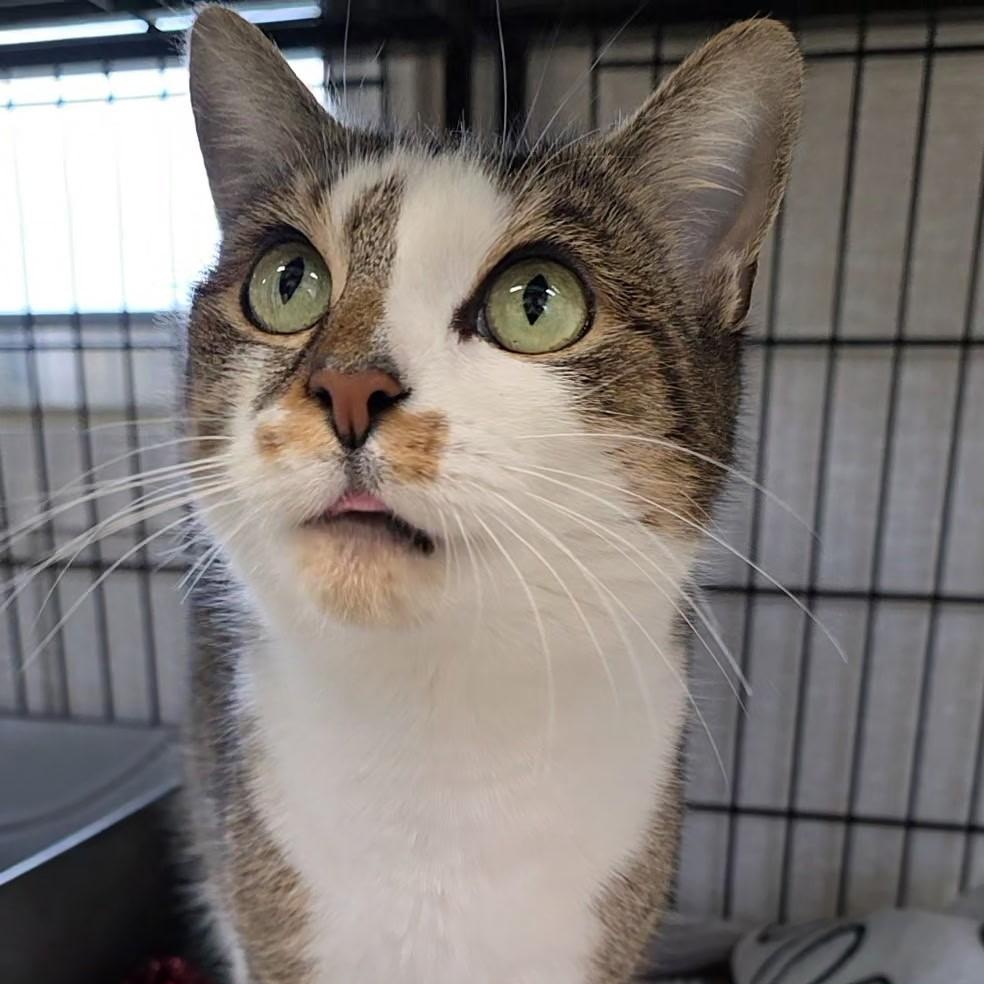 Enlarge Dina, a ADOPTABLE mixed breed in Smithtown, NY image 2/2