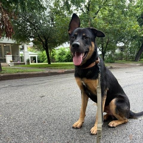 Hart, Adoptable, Young Male German Shepherd Dog & Rottweiler.