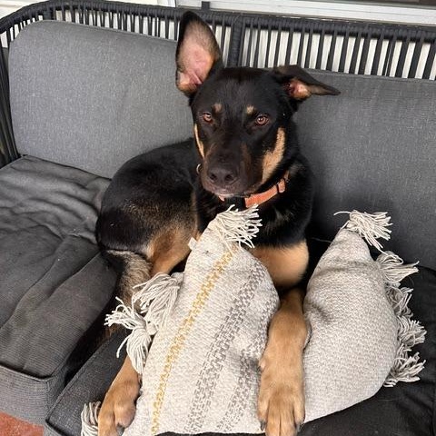 Enlarge Hart, a Adoptable mixed breed in Pflugerville, TX image 2/5
