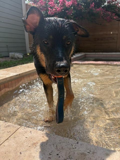 Enlarge Hart, a Adoptable mixed breed in Pflugerville, TX image 5/5
