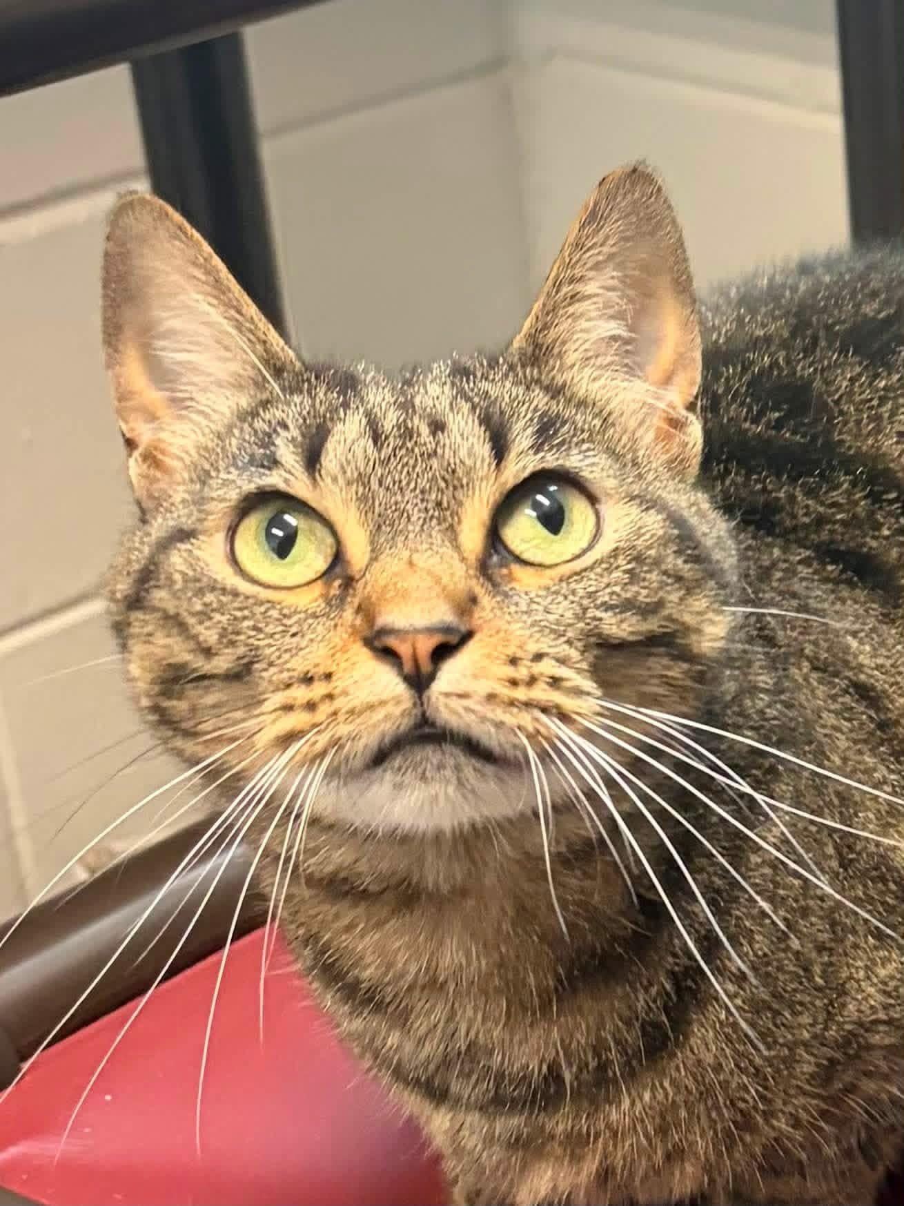 Cece, Adoptable, Adult Female Domestic Short Hair.