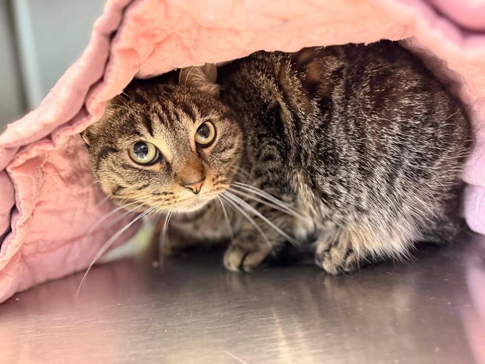 Cece, ADOPTABLE, Adult Female Domestic Short Hair.