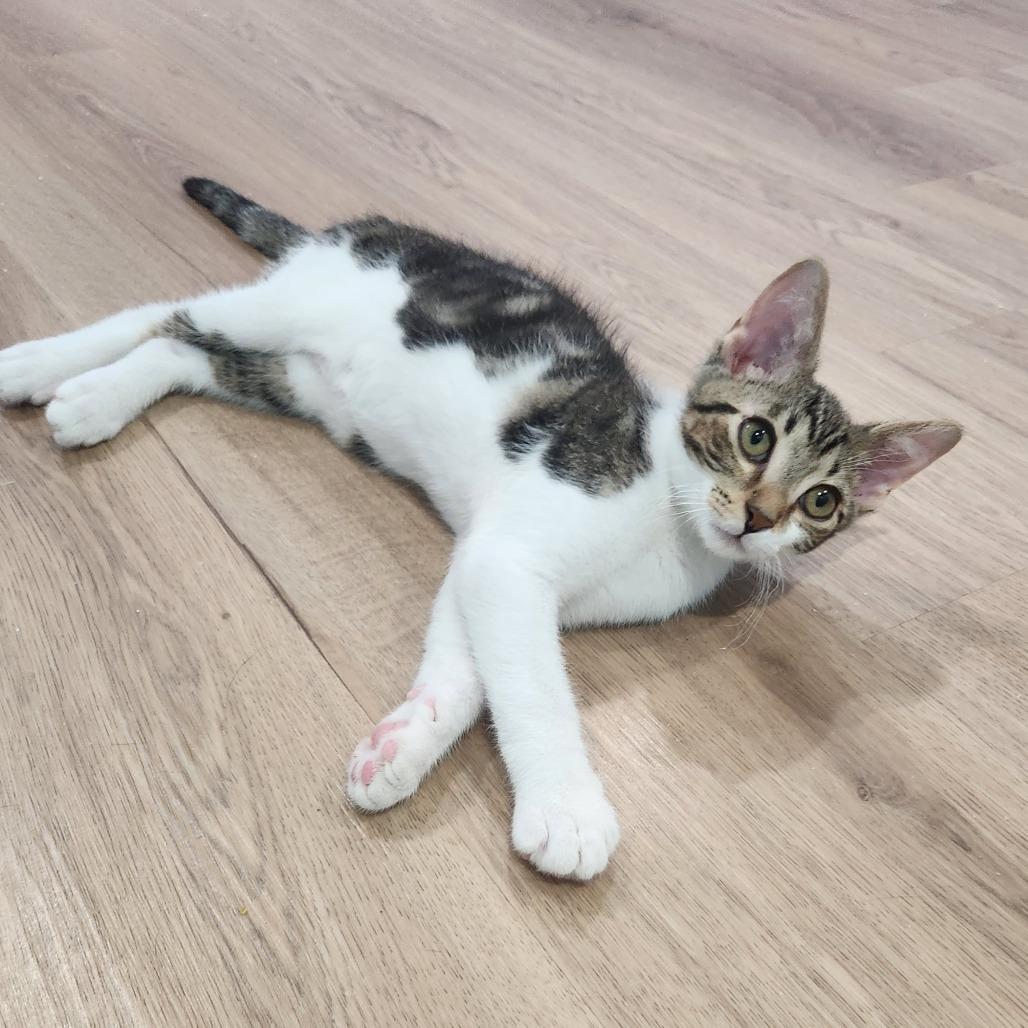 Enlarge Myron, a Adoptable Domestic Short Hair in Portage, MI image 1/4