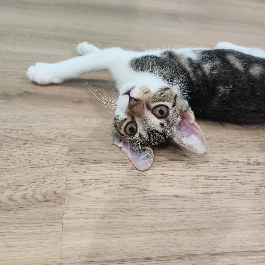 Enlarge Myron, a Adoptable Domestic Short Hair in Portage, MI image 2/4