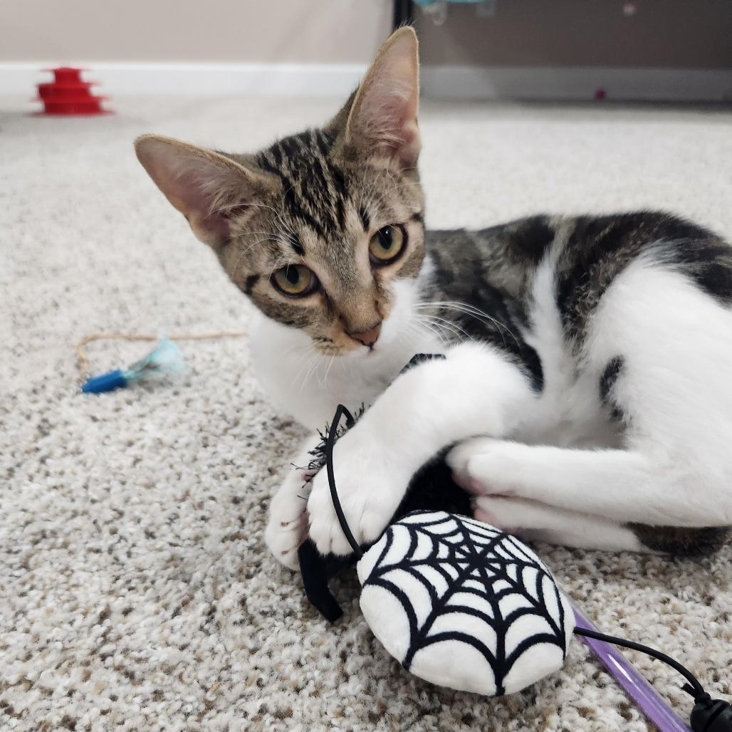 Enlarge Myron, a Adoptable Domestic Short Hair in Portage, MI image 3/4