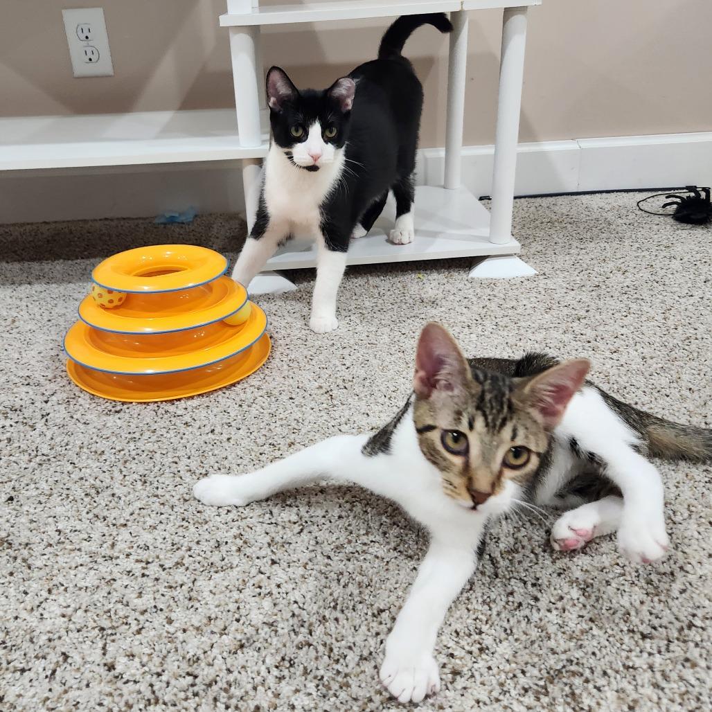 Enlarge Myron, a Adoptable Domestic Short Hair in Portage, MI image 4/4