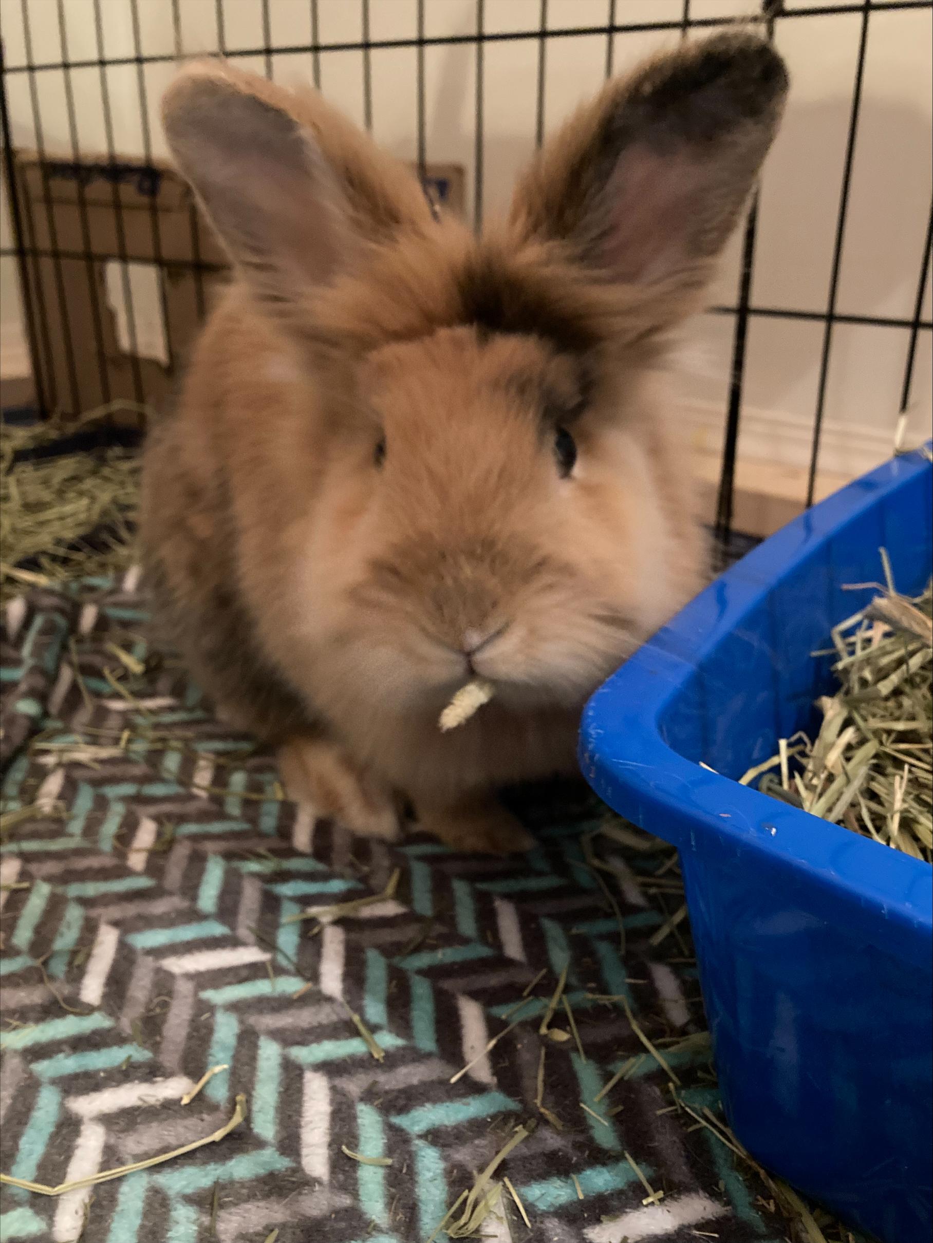 Ahsoka, Adoptable, Adult Female Lionhead.