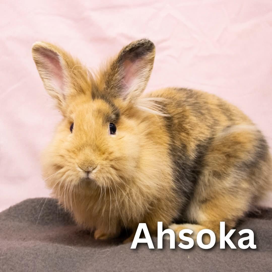 Ahsoka, a Adoptable mixed breed in Winnipeg, MB image 1/3