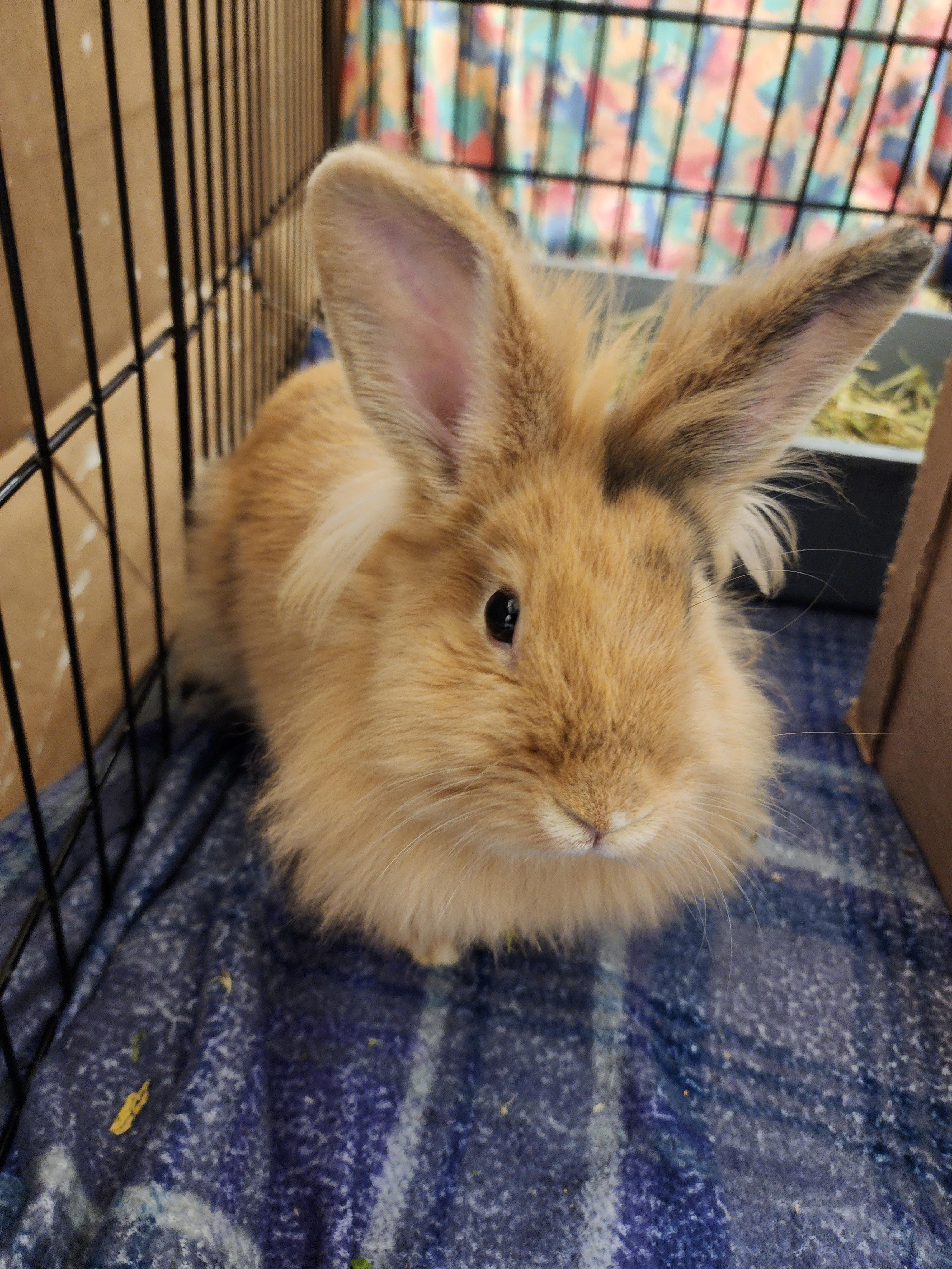 Ahsoka, a Adoptable mixed breed in Winnipeg, MB image 3/3