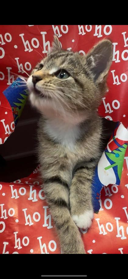 Humbug, Adoptable, Young Male Domestic Short Hair & Domestic Short Hair.