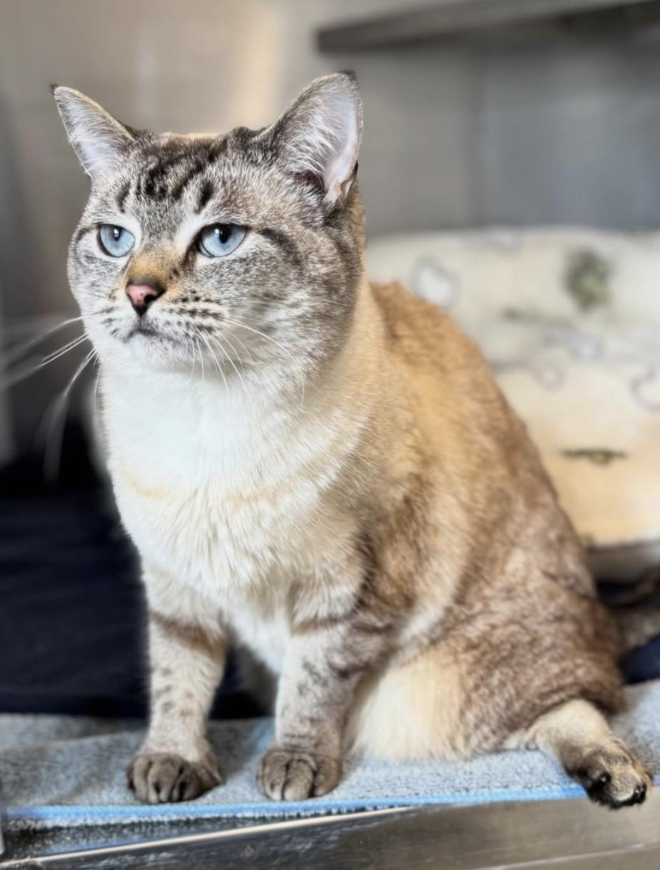 Ahsoka, adopted, Adult Female Siamese.