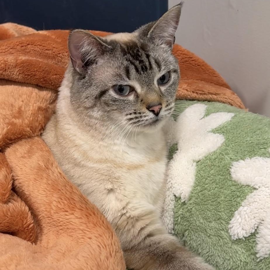 Ahsoka, an adopted Siamese in North Haven, CT image 2/3