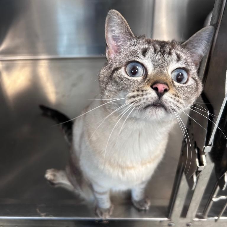 Ahsoka, an adopted Siamese in North Haven, CT image 3/3