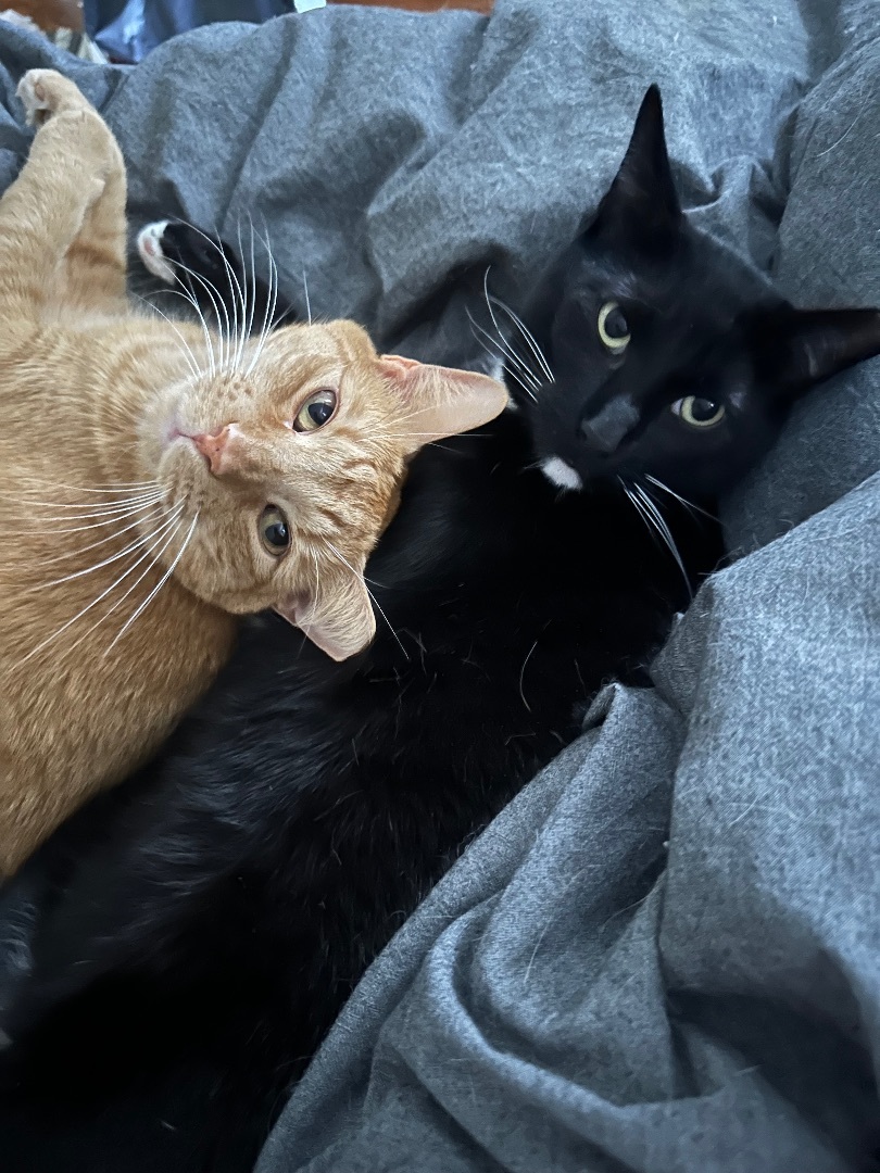 Enlarge Paco , an adoptable Domestic Short Hair in Philadelphia, PA image 1/12