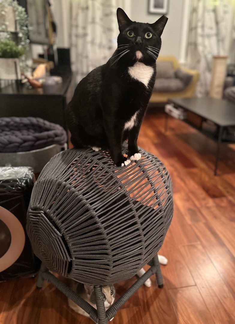 Enlarge Paco , an adoptable Domestic Short Hair in Philadelphia, PA image 2/12