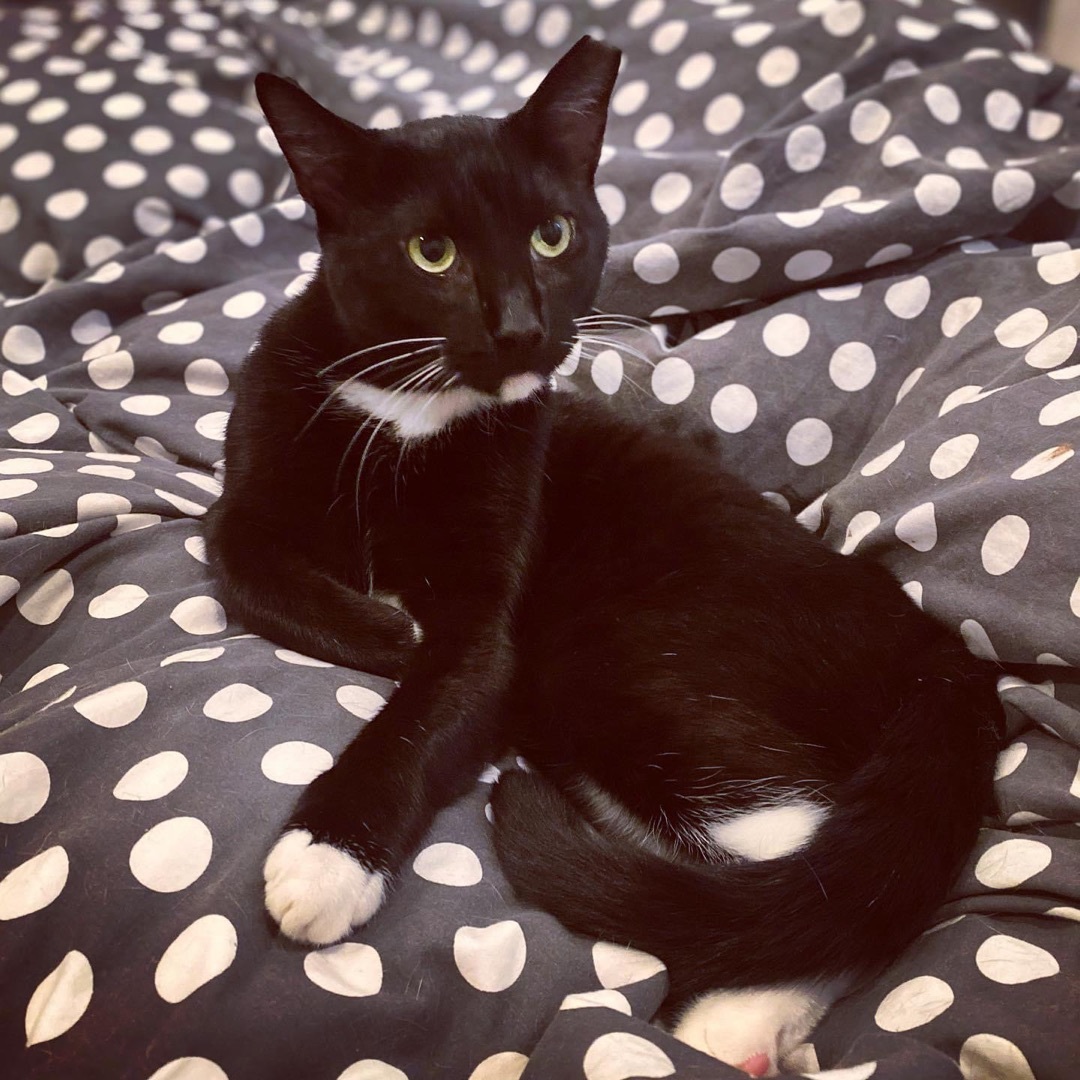 Enlarge Paco , an adoptable Domestic Short Hair in Philadelphia, PA image 4/12