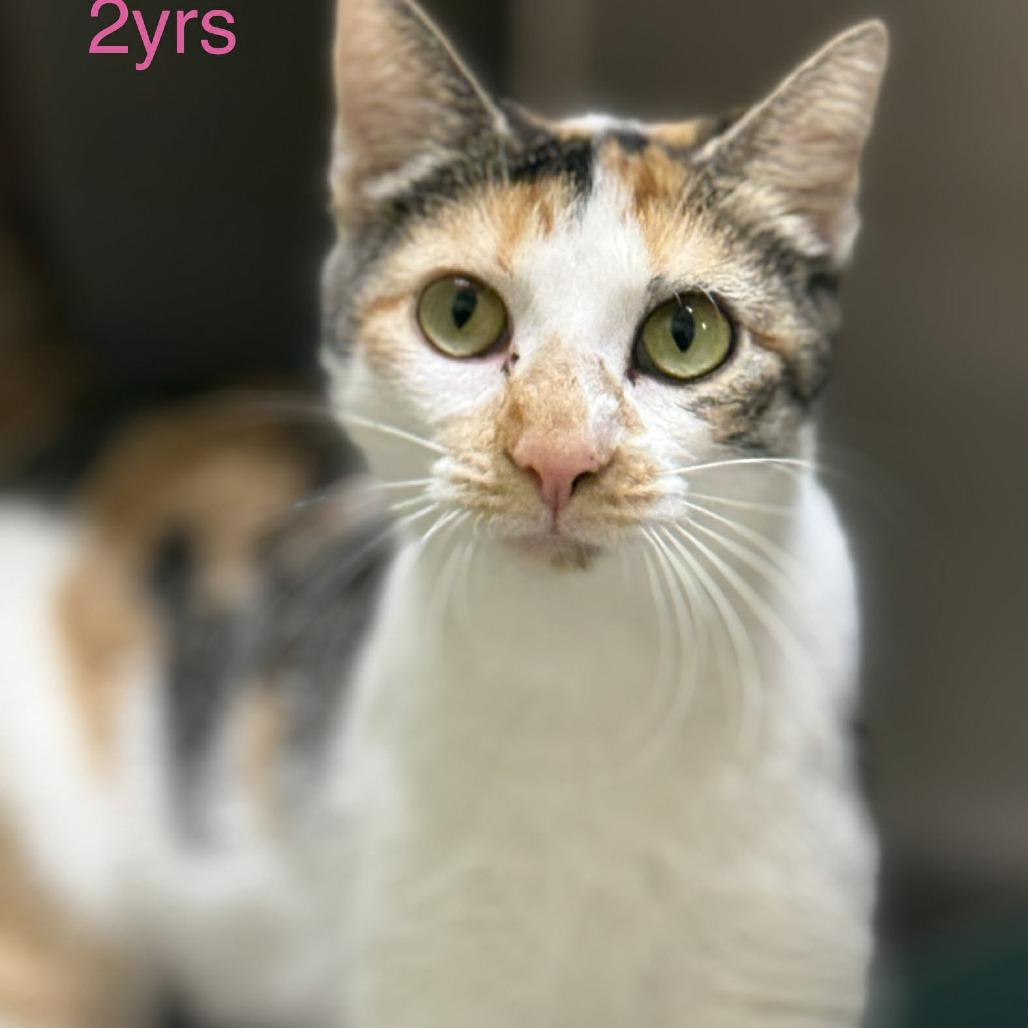 Enlarge Fleur, a Adoptable Domestic Short Hair in Chantilly, VA image 1/2