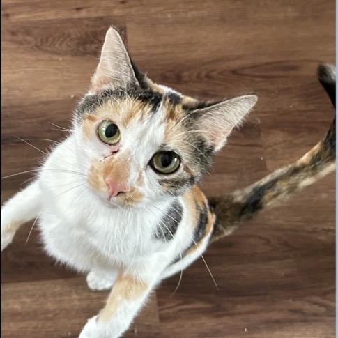 Enlarge Fleur, a Adoptable Domestic Short Hair in Chantilly, VA image 2/2