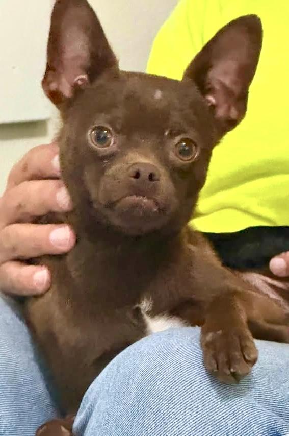 Enlarge Jack, a ADOPTABLE mixed breed in Westfield, NY image 6/6