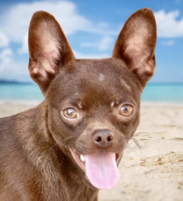 Enlarge Jack, a ADOPTABLE mixed breed in Westfield, NY image 3/6