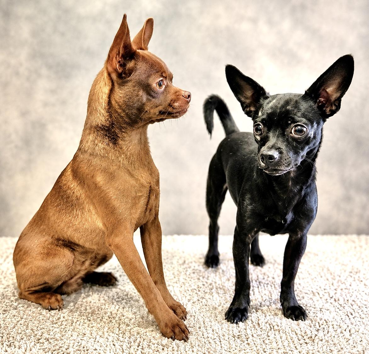 Enlarge Jack, a ADOPTABLE mixed breed in Westfield, NY image 4/6