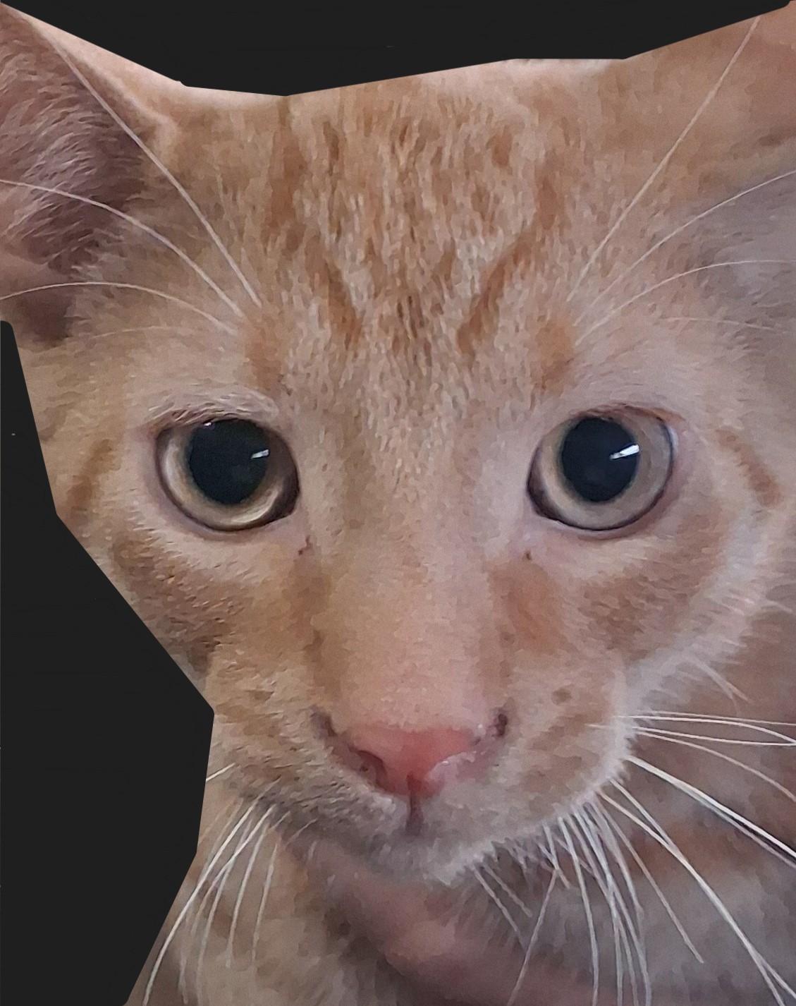 Graham Cracker, Adoptable, Kitten Male Domestic Short Hair.