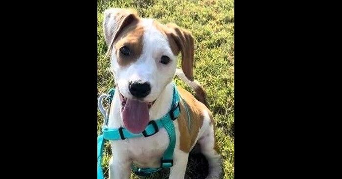 Enlarge Petey, a Adoptable mixed breed in Dallas, TX image 1/6