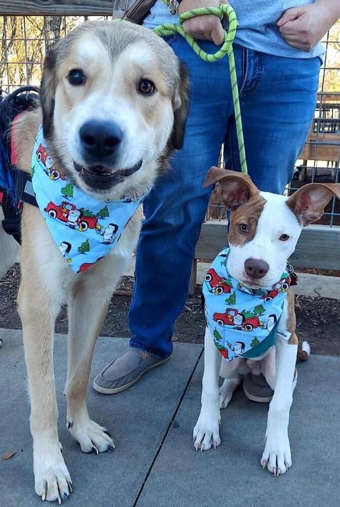 Enlarge Petey, a Adoptable mixed breed in Dallas, TX image 2/6