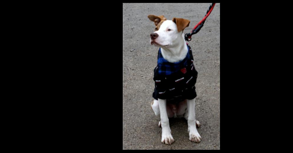 Enlarge Petey, a Adoptable mixed breed in Dallas, TX image 3/6