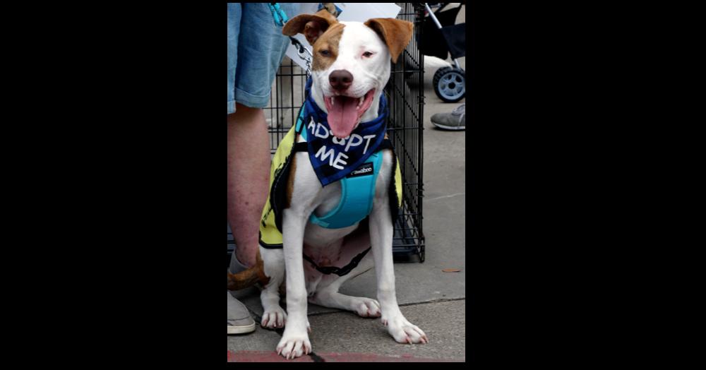 Enlarge Petey, a Adoptable mixed breed in Dallas, TX image 4/6