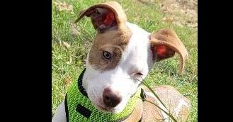 Enlarge Petey, a Adoptable mixed breed in Dallas, TX image 5/6